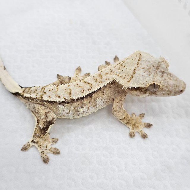 Cream