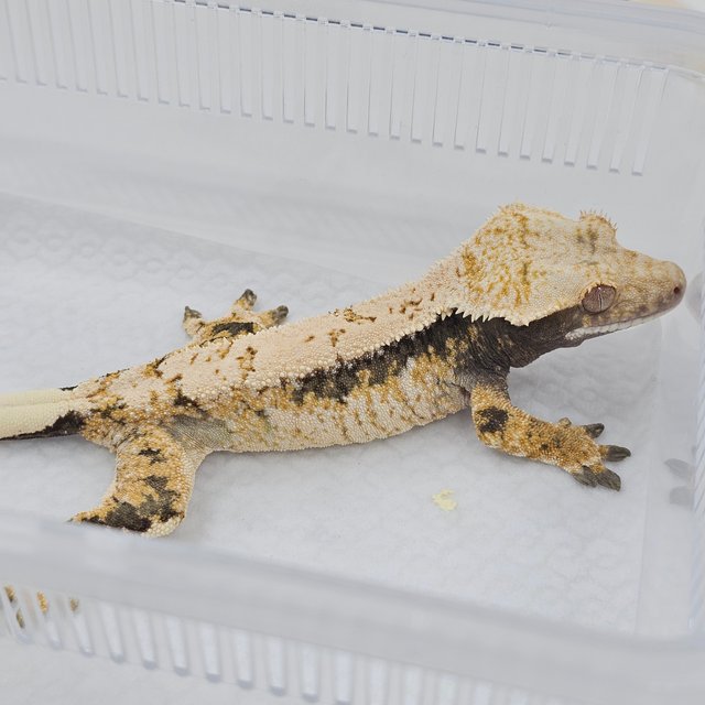 Normal Tri Extreme Harlequin