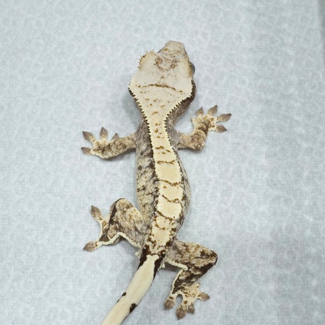 Normal White Spot Drippy