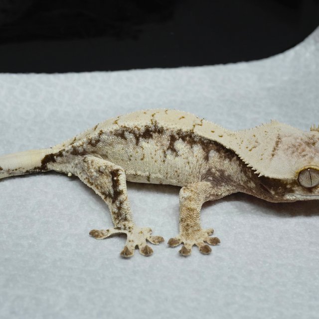 Normal White Spot Drippy