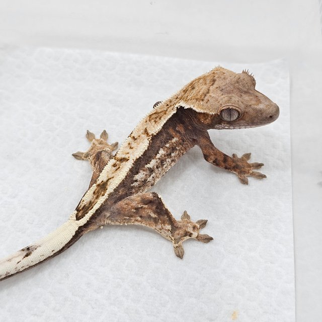 Sable 100% Het Axanthic