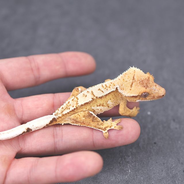 옐로우 크림시클