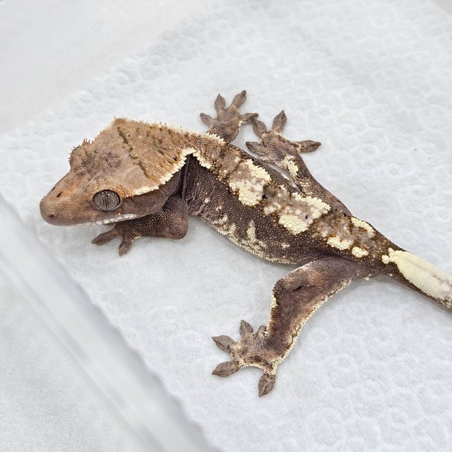 Sable 100% Het Axanthic