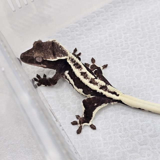 Lilly Axanthic
