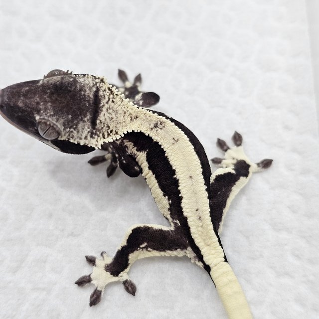 Lilly Axanthic