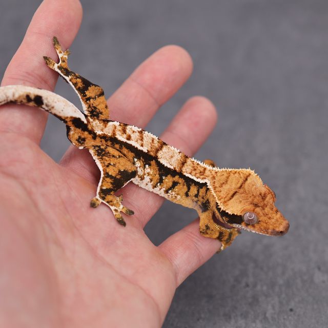 Barb Tri Extreme Harlequin