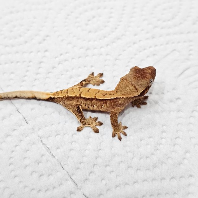 트라이