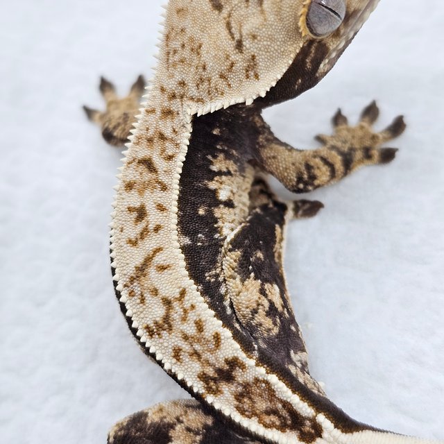 100% Het Axanthic