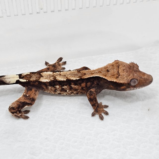 Sable 100% Het Axanthic