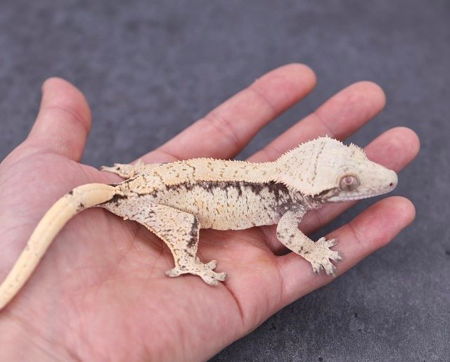 Normal Tri Extreme Harlequin