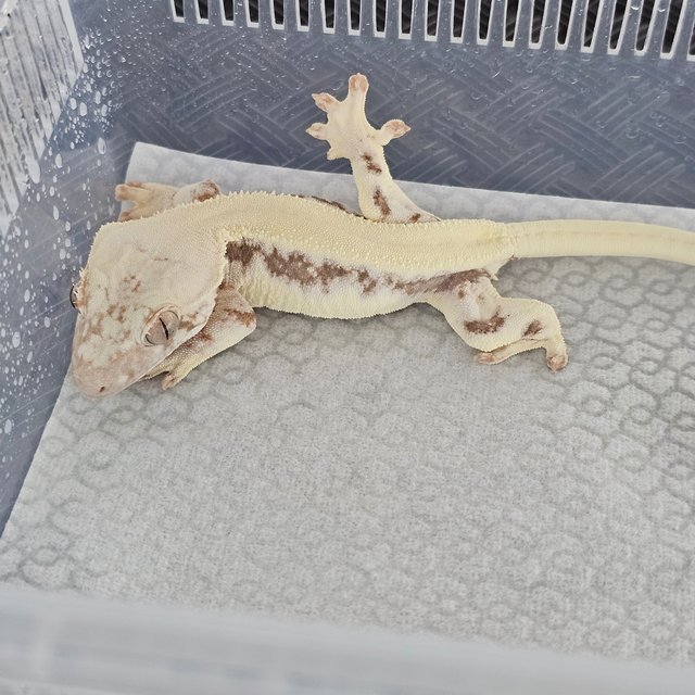 LW Sable 100% Het Axanthic