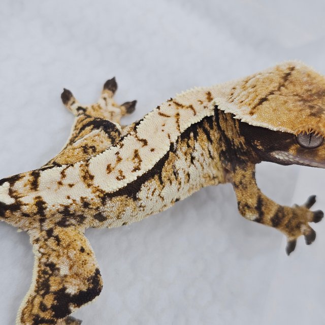 Normal Tri Extreme Harlequin