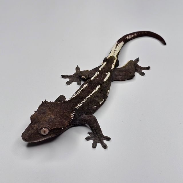 아잔틱