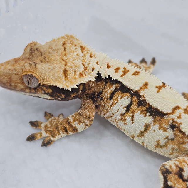 Normal Tri Extreme Harlequin
