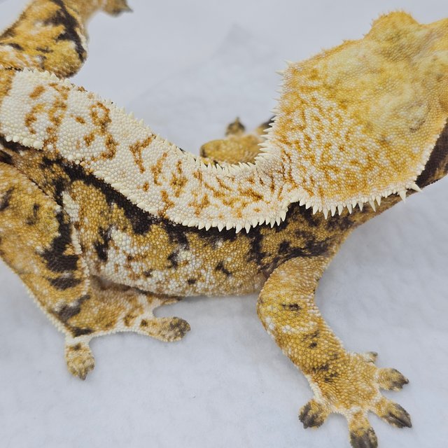 Normal Tri Extreme Harlequin