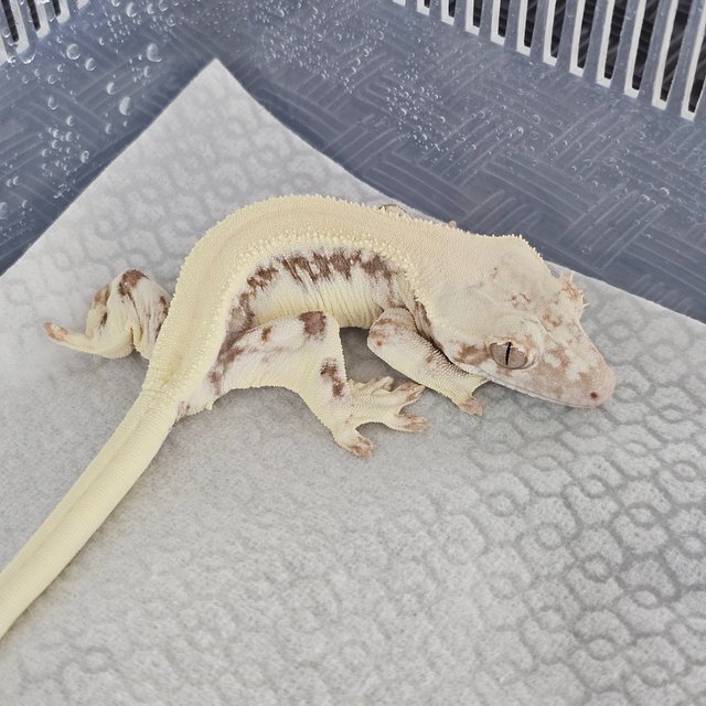 LW Sable 100% Het Axanthic