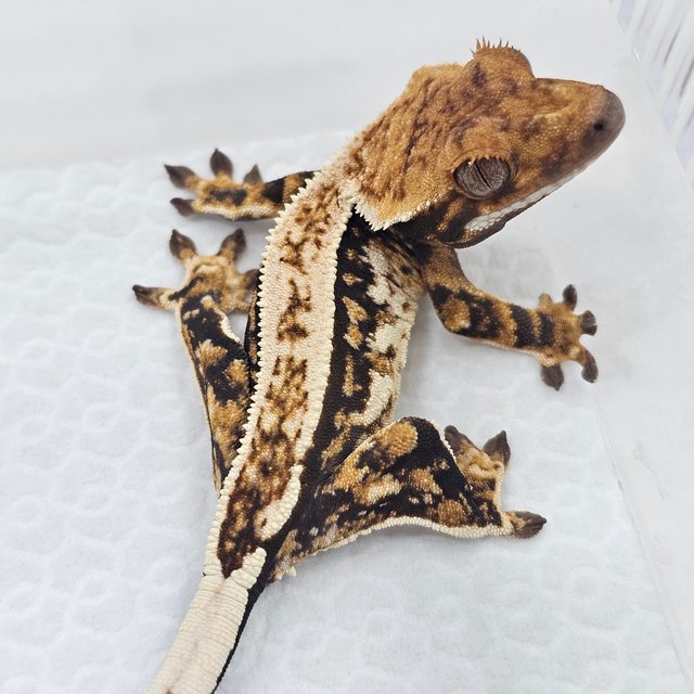 Quad Normal
