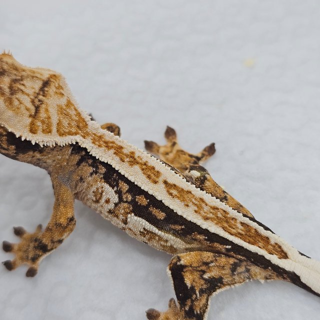 Normal Full Pinstripe Quad