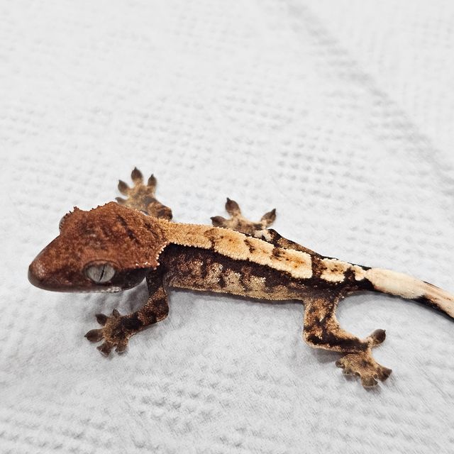 세이블