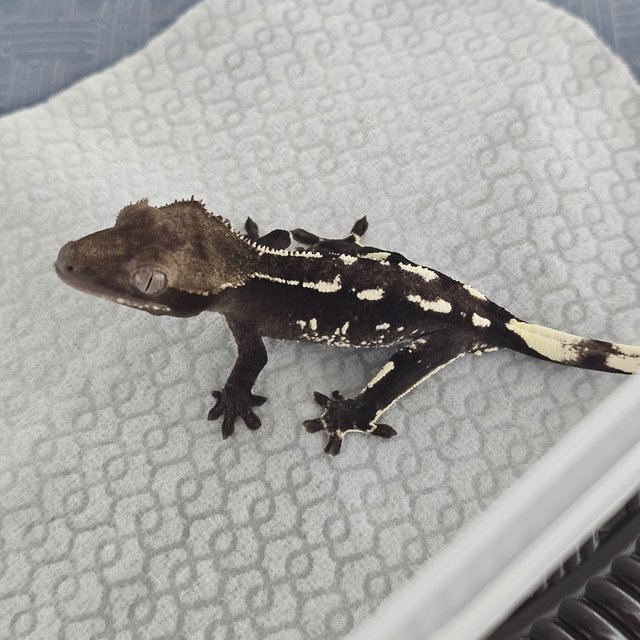 Axanthic