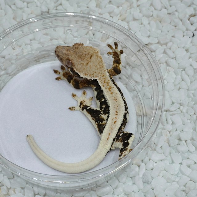 릴리100%헷아잔틱