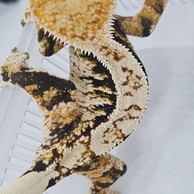 Normal Tri Extreme Harlequin