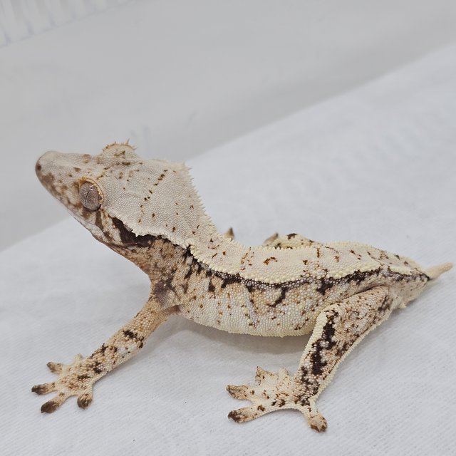 Normal Tri Extreme Harlequin Pinstripe