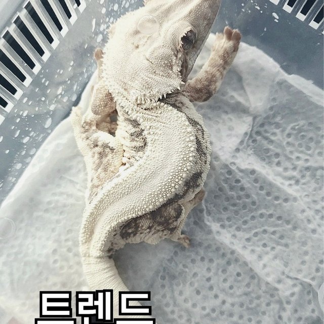 Lilly White
