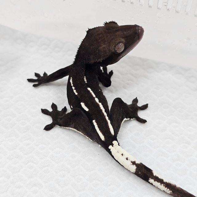 Axanthic