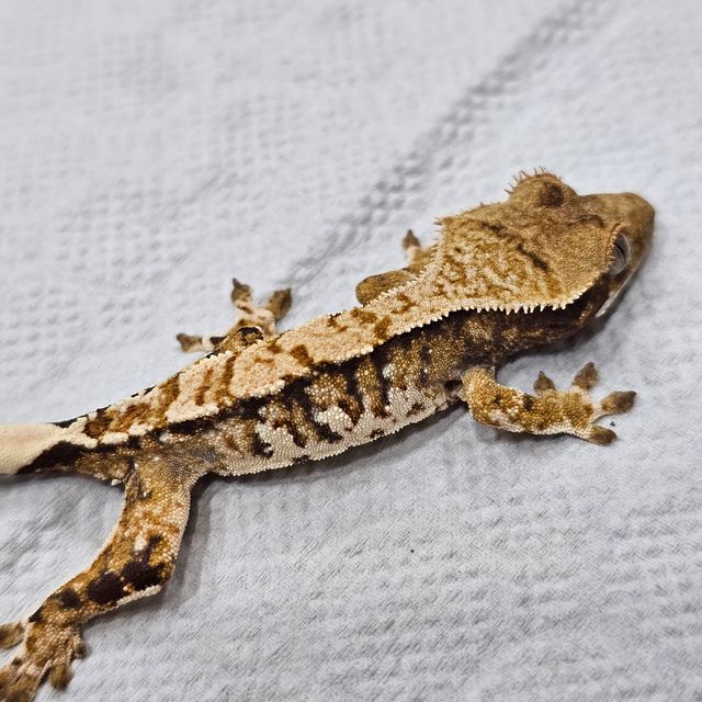 트라이