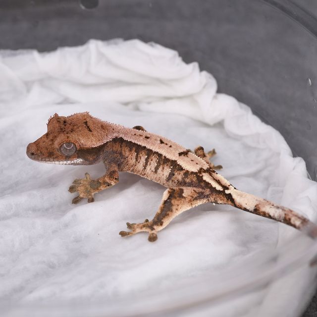 세이블