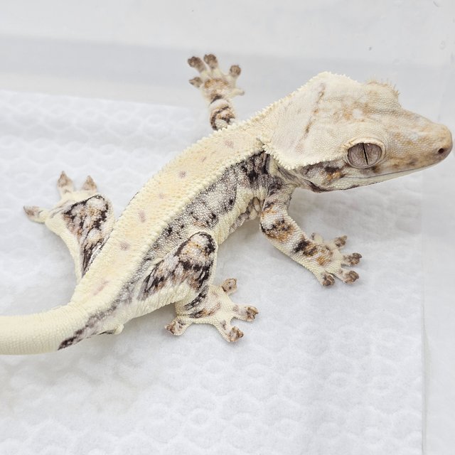 Lilly White