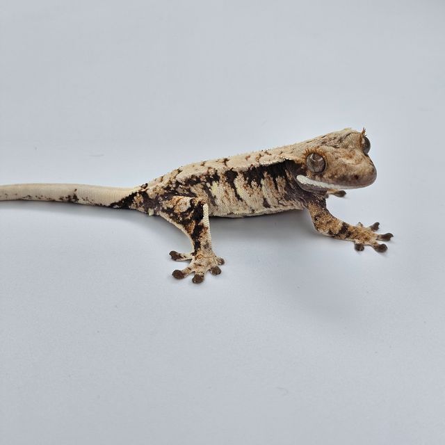 트라이