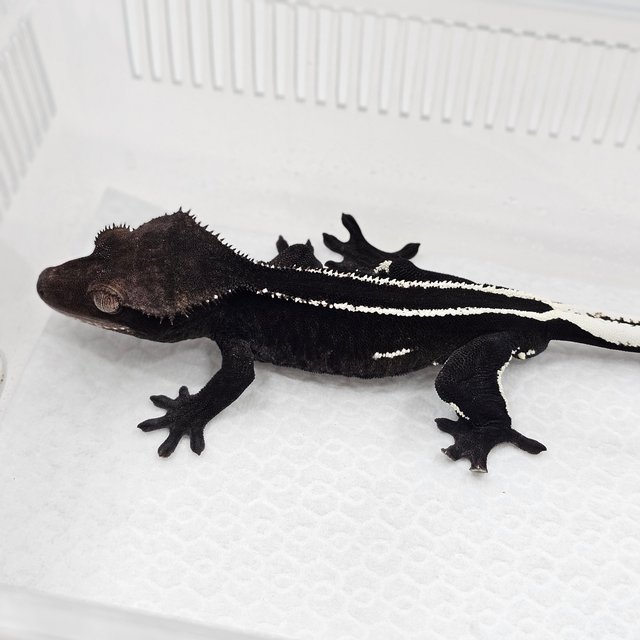 Axanthic