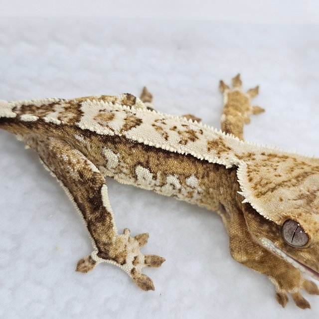 Cream