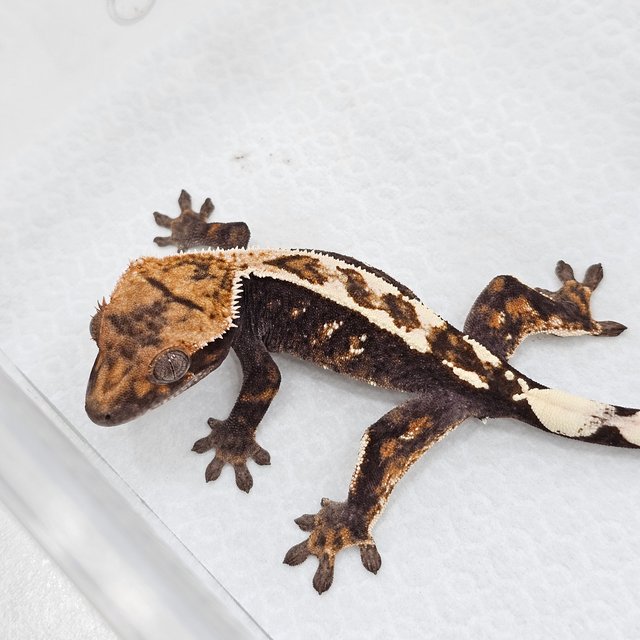 Sable 100% Het Axanthic