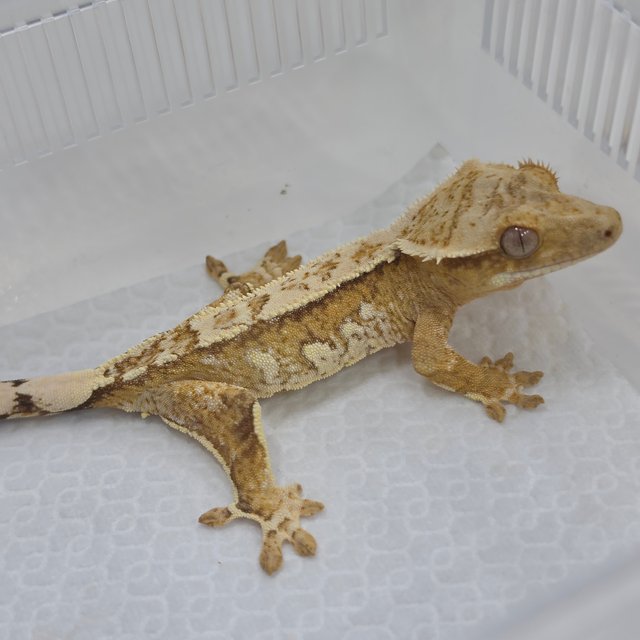 Cream