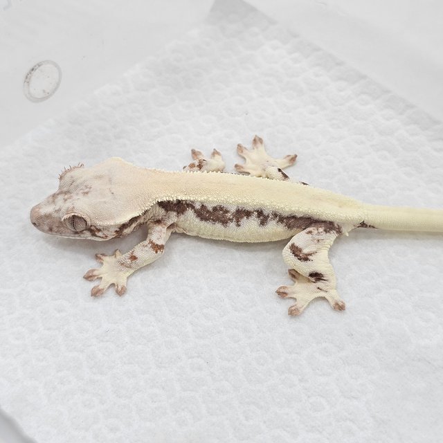 Sable Lilly 100% Het Axanthic