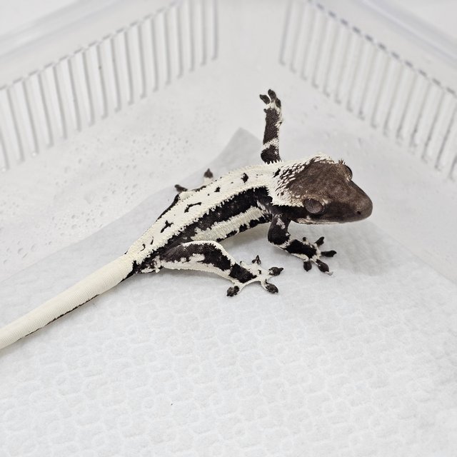 Lilly Axanthic