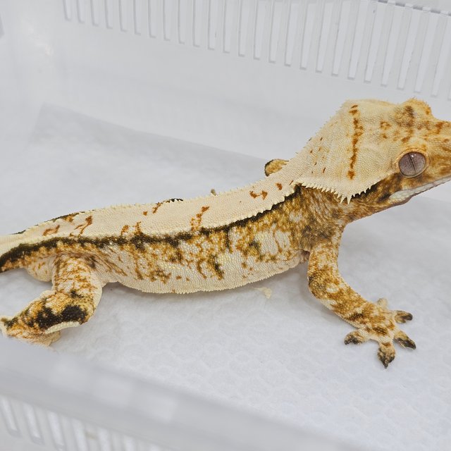 Normal Tri Pinstripe Extreme Harlequin