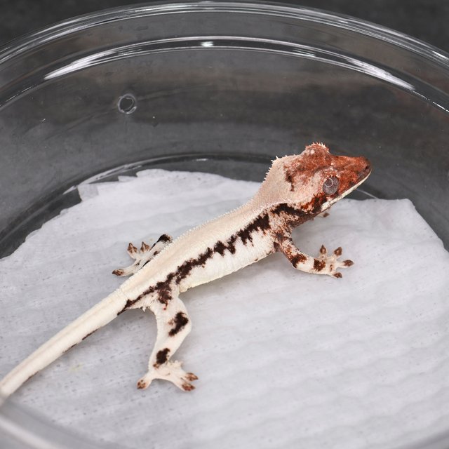 릴리 세이블