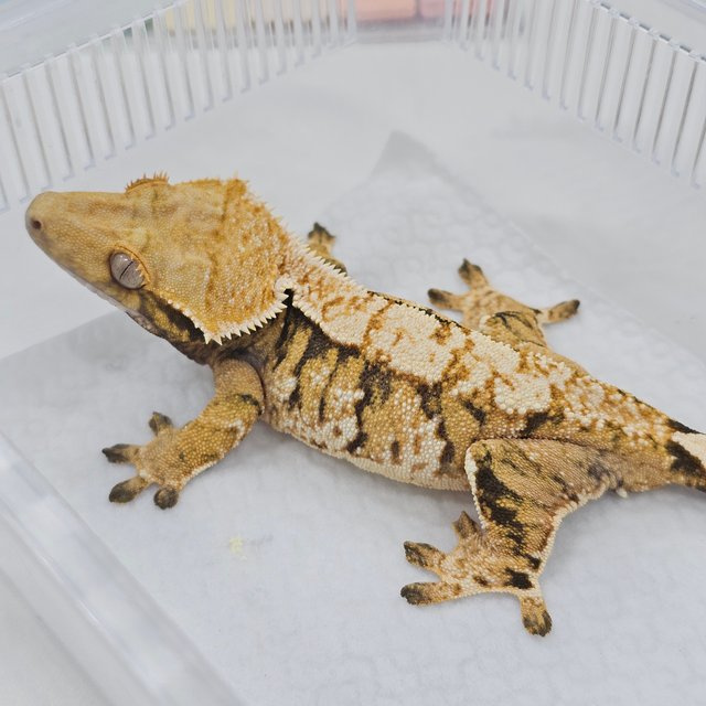 Tri Normal Extreme Harlequin