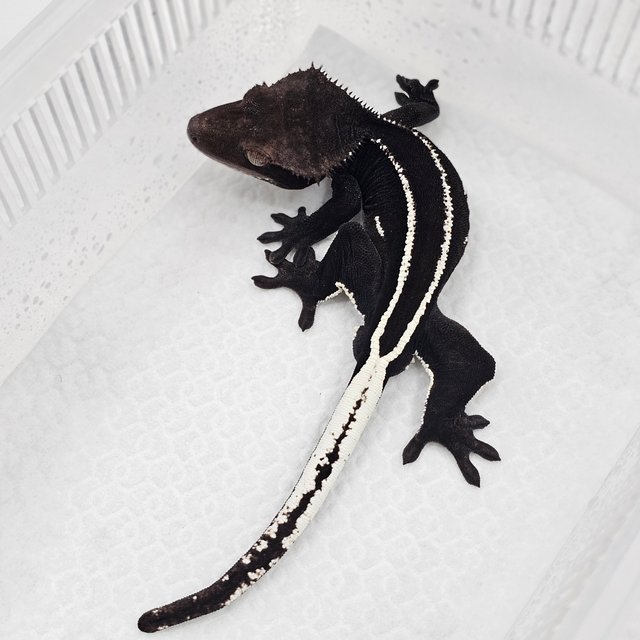 Axanthic