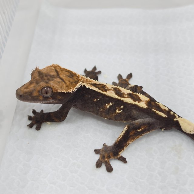 Sable 100% Het Axanthic