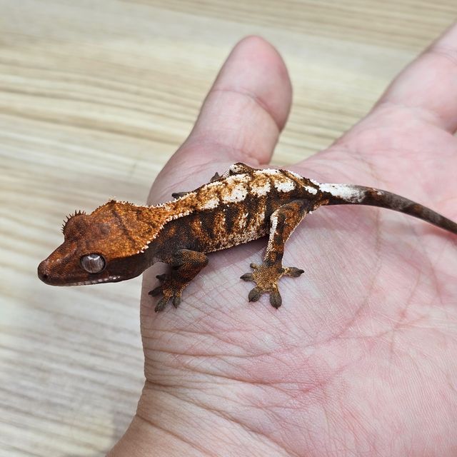 세이블