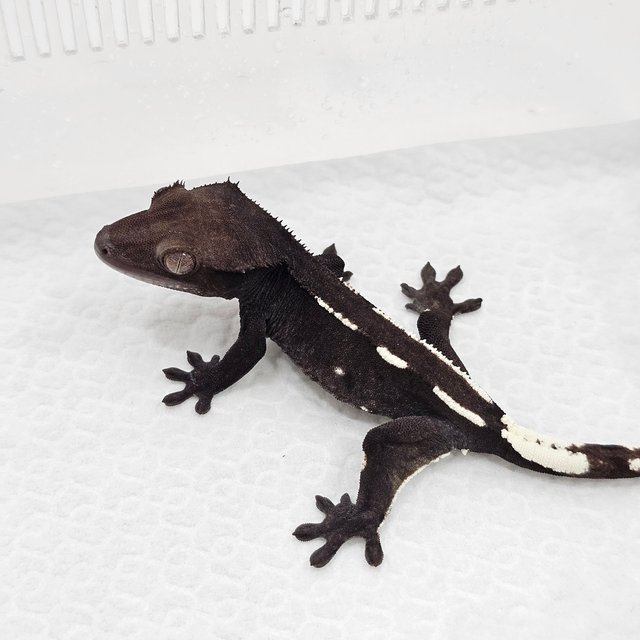 Axanthic