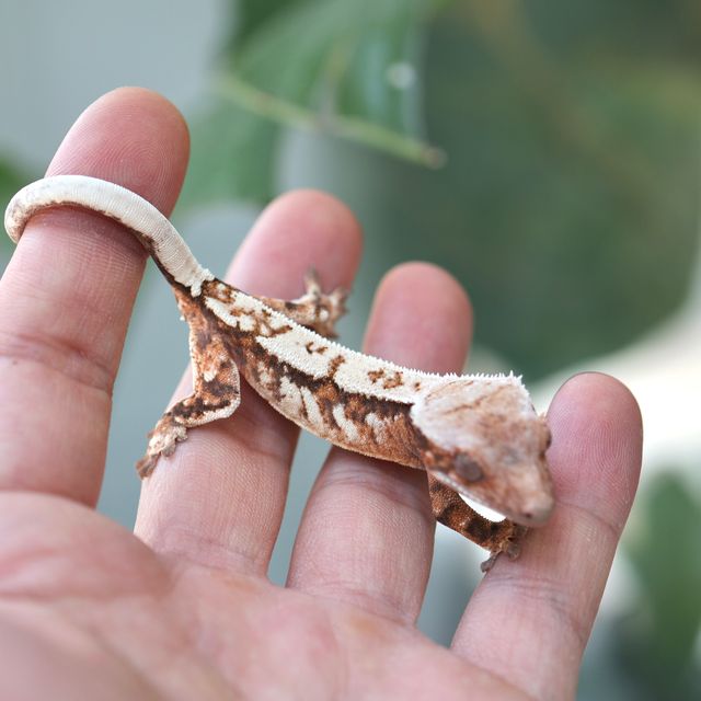 세이블