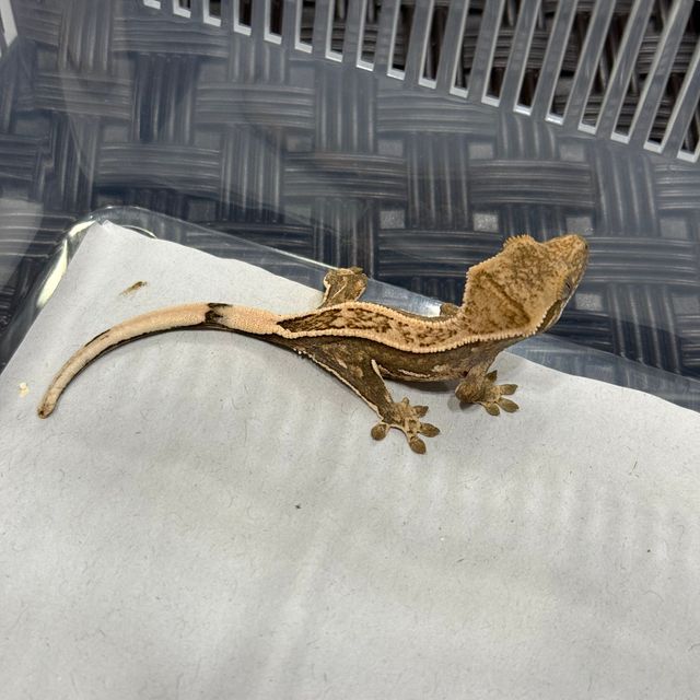 쿼드