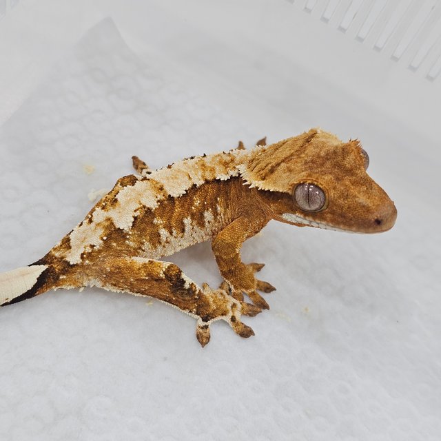 Cream