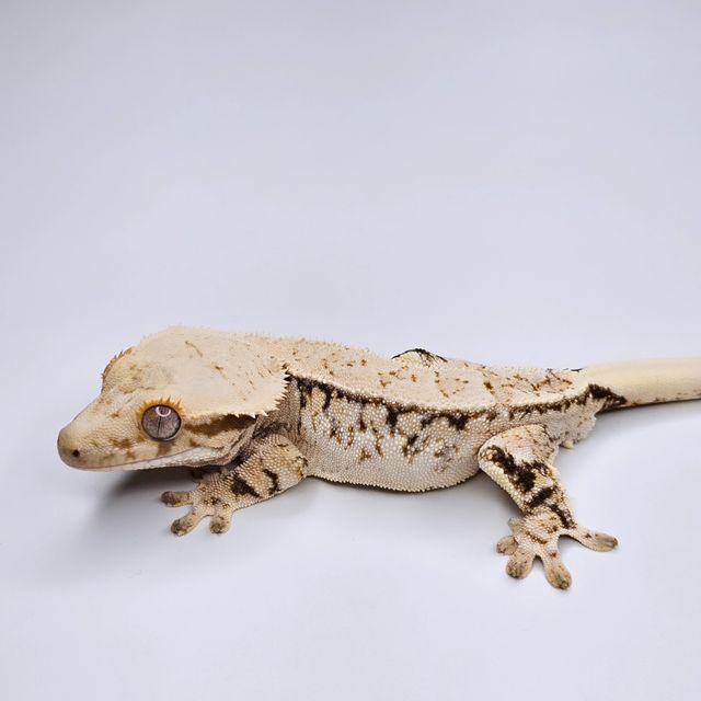 트라이